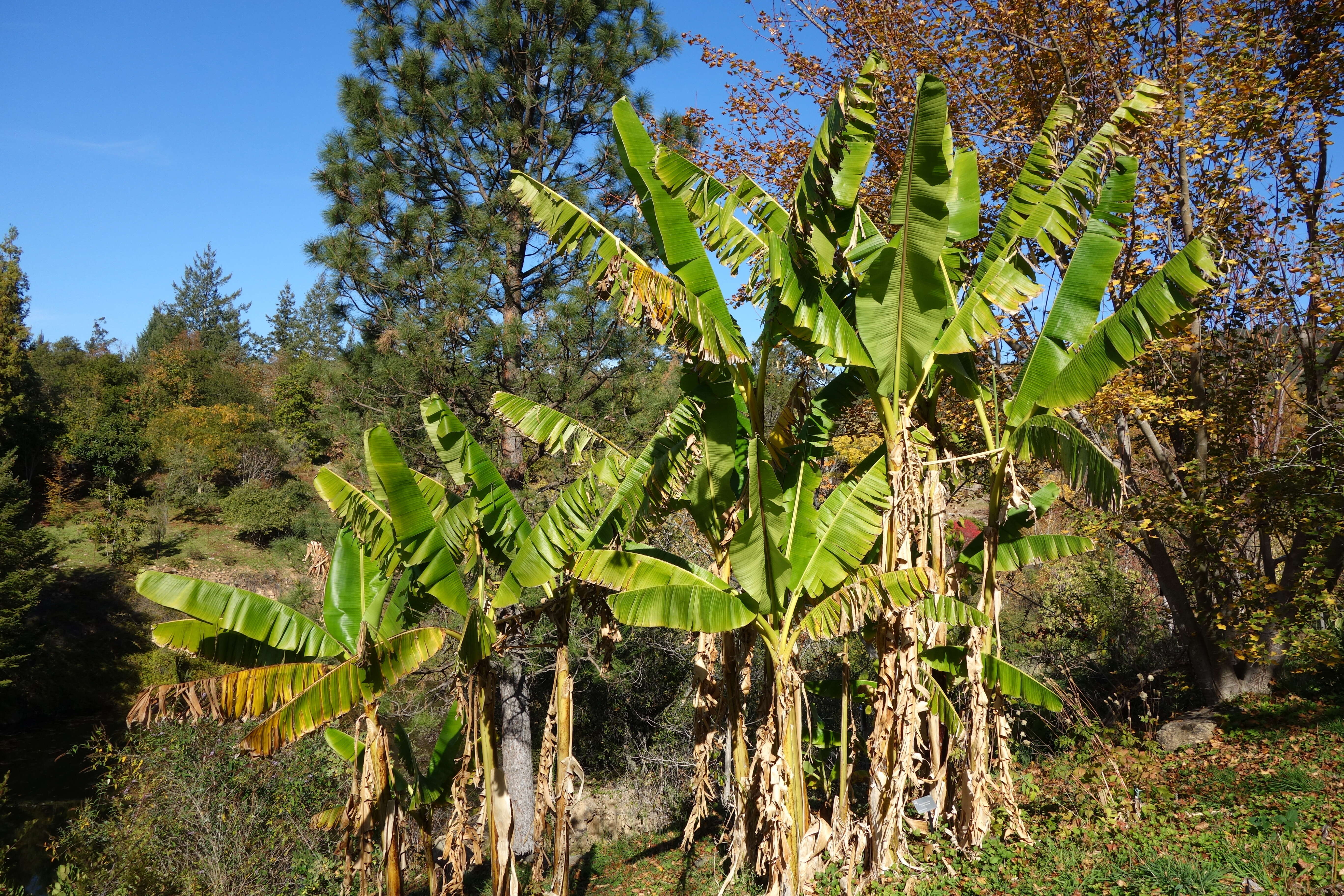 Image of Musa sikkimensis Kurz