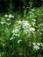 Image of Oxeye Daisy