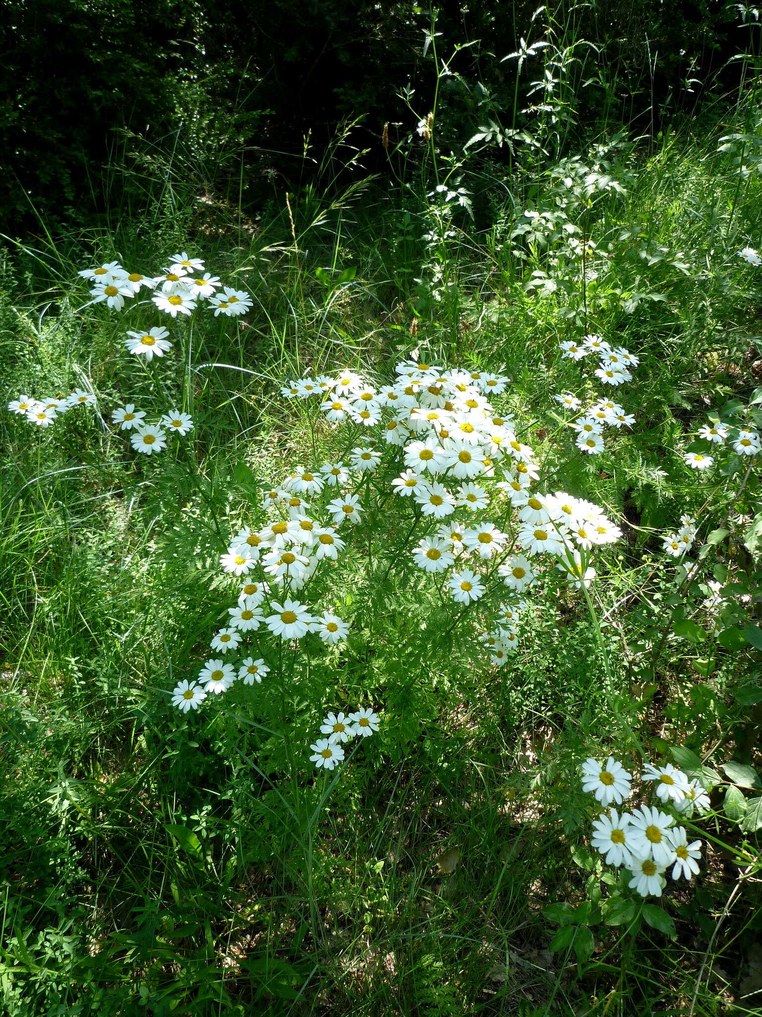 Image of Oxeye Daisy