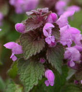 Image of purple archangel