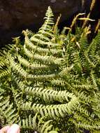 Image of decomposition brackenfern