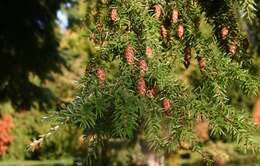 Image of western hemlock