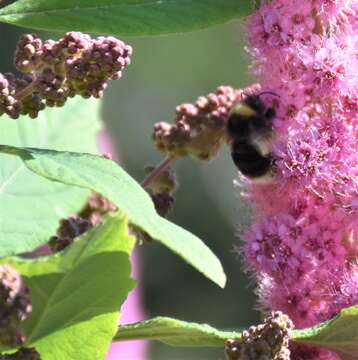 Слика од Bombus occidentalis occidentalis Greene 1858