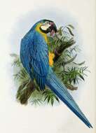 Image of macaws