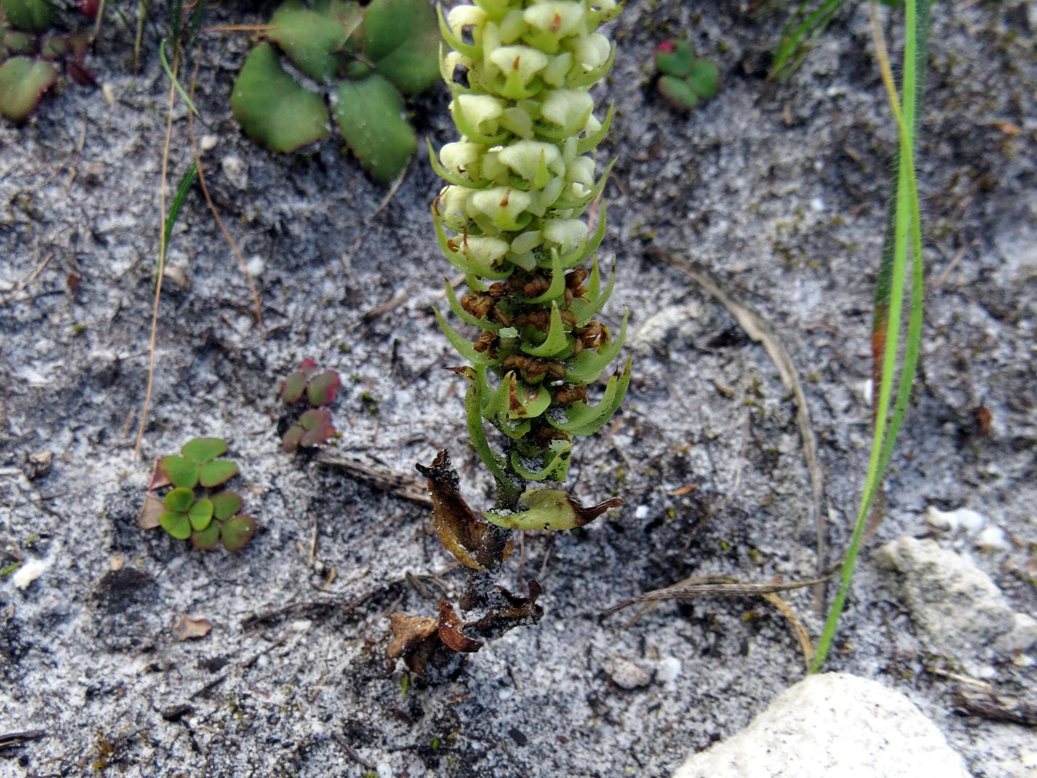 Image of Satyrium bicallosum Thunb.