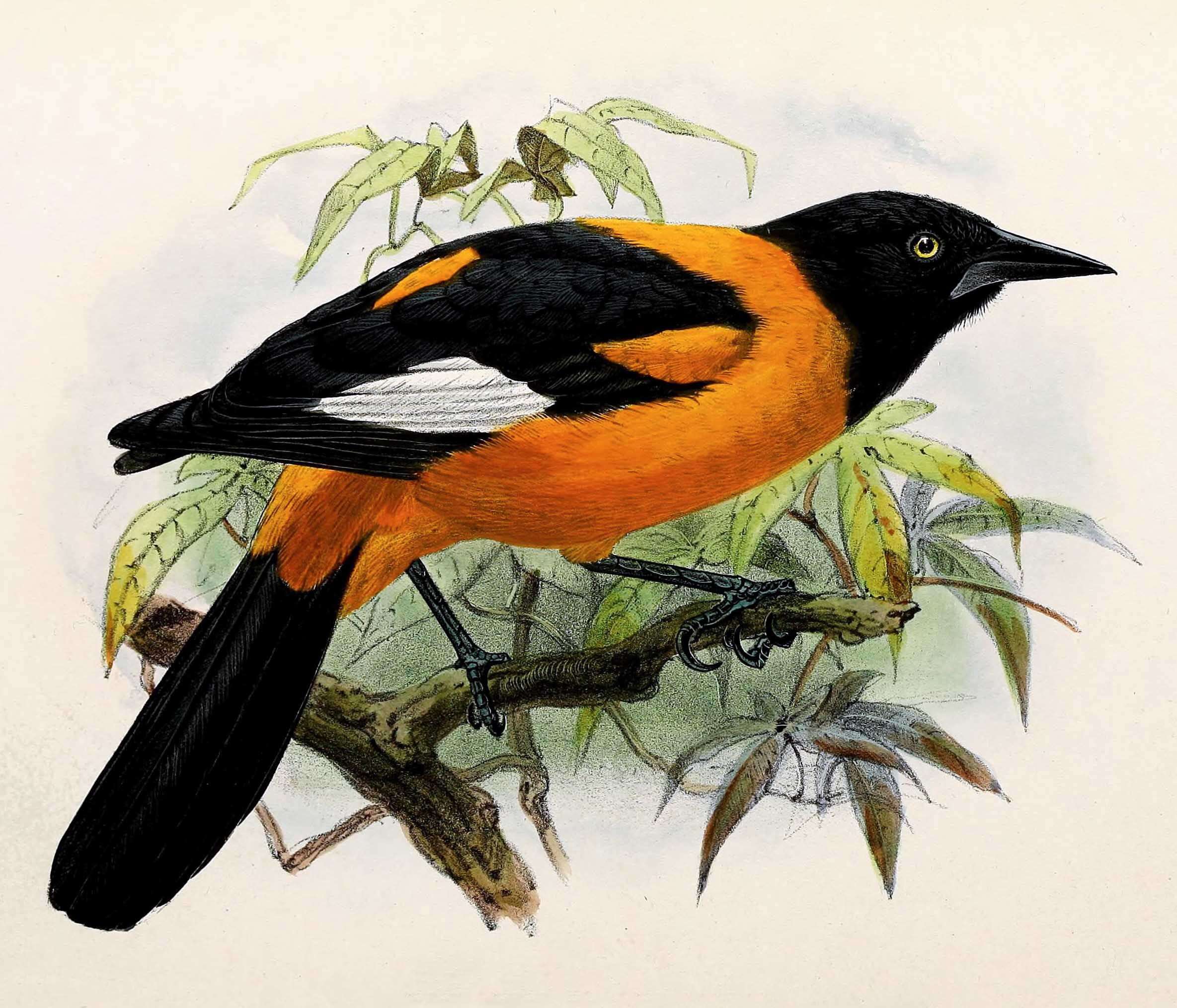 Imagem de Icterus leucopteryx (Wagler 1827)