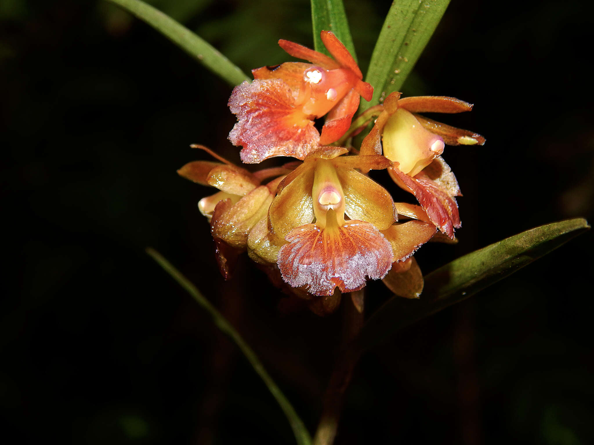 Image of Epidendrum arevaloi (Schltr.) Hágsater