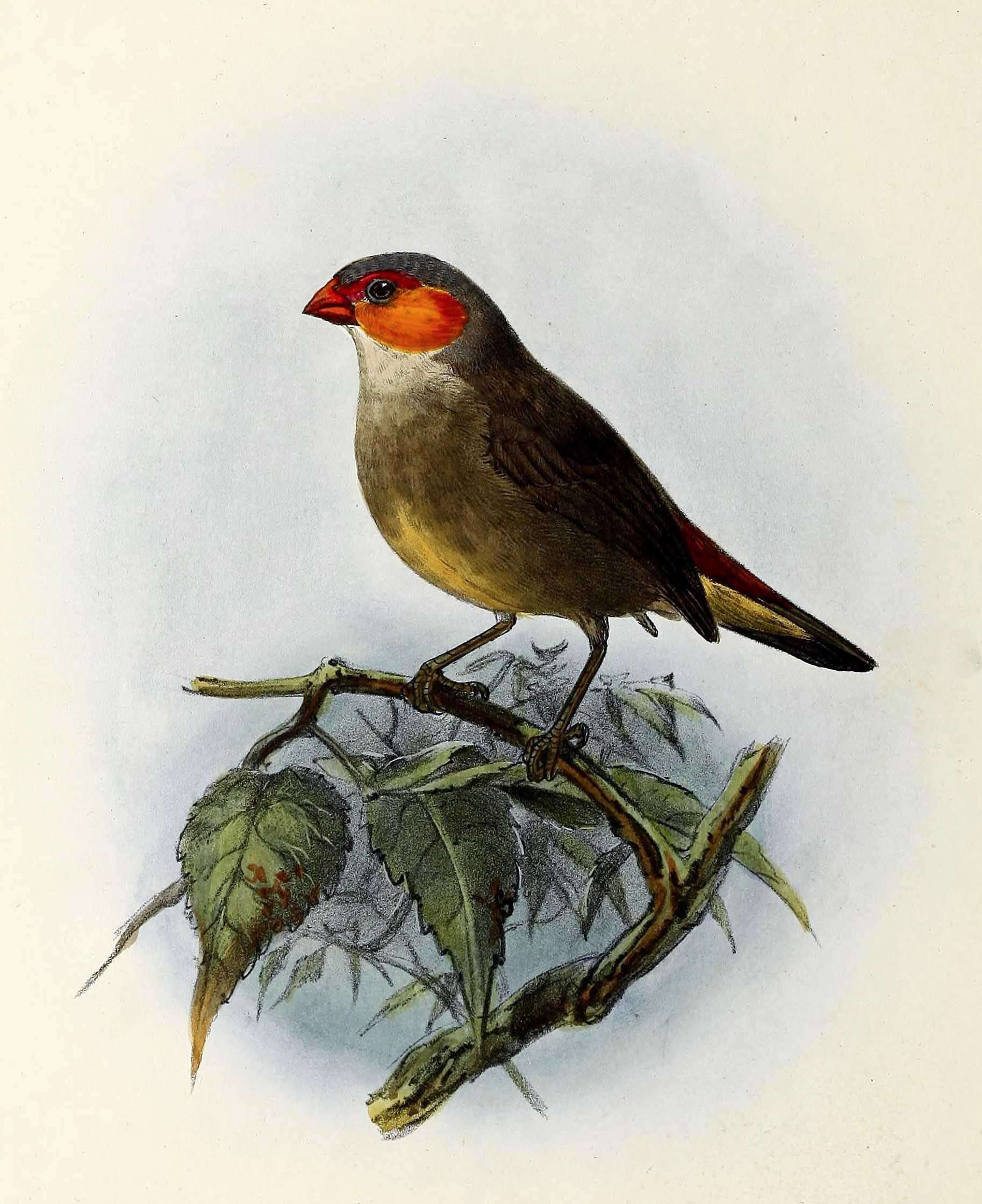 Image of Orange-cheeked Waxbill