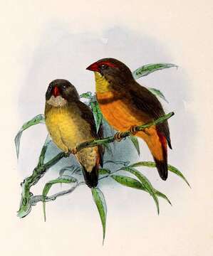 Image of Orange-breasted Waxbill