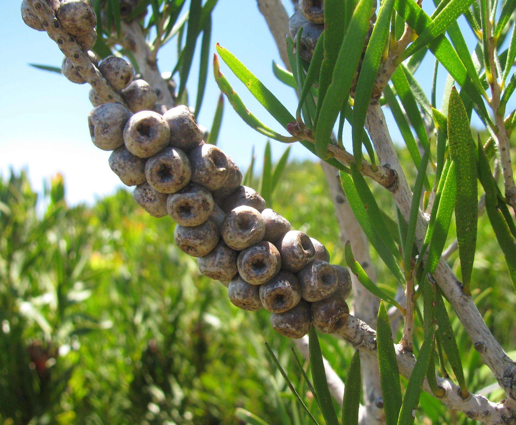 Image of scarlet bottlebrush