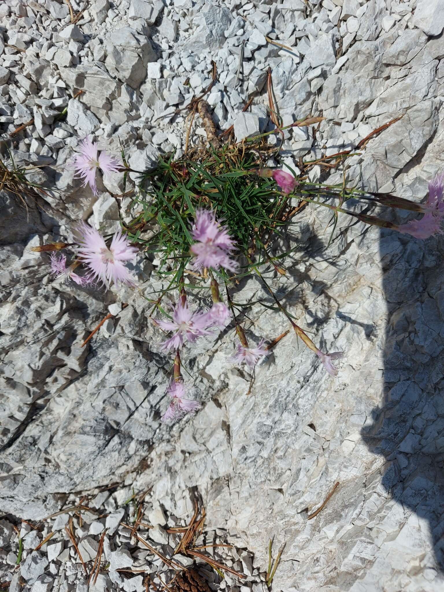 Sivun Dianthus sternbergii Sibth. kuva