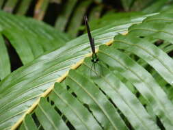 Image of Matrona japonica Förster 1897