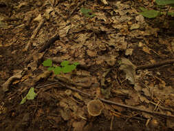 Image of Entoloma subradiatum (Kühner & Romagn.) M. M. Moser 1978