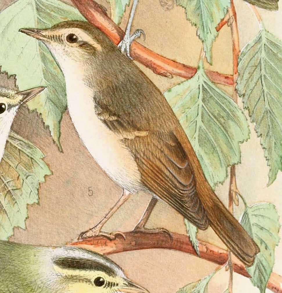 Image of Pale-legged Leaf Warbler