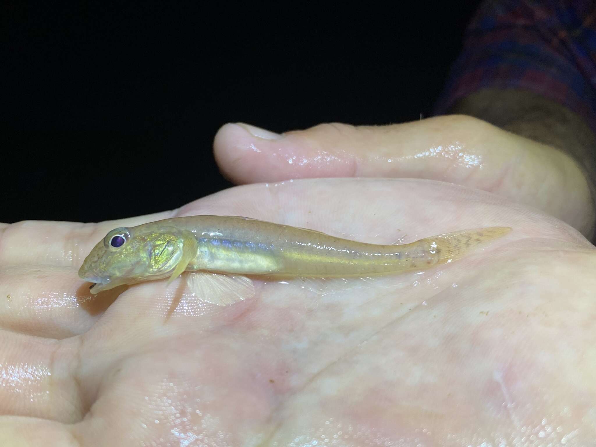 Image of Brown goby