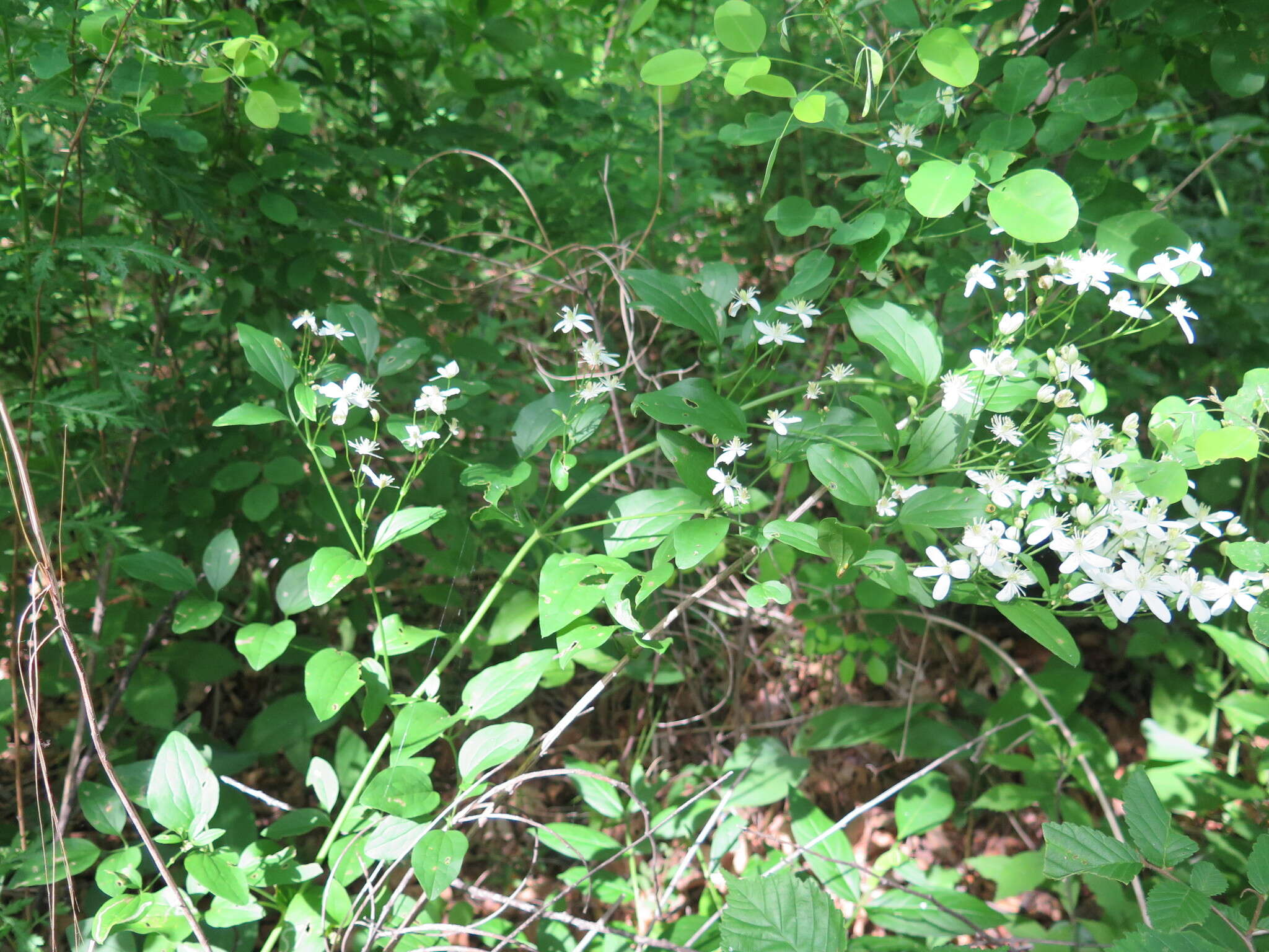 Imagem de Clematis terniflora var. mandshurica (Rupr.) Ohwi