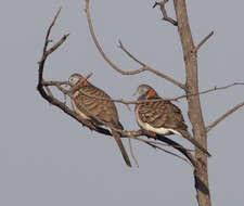 Image of Bar-shouldered Dove