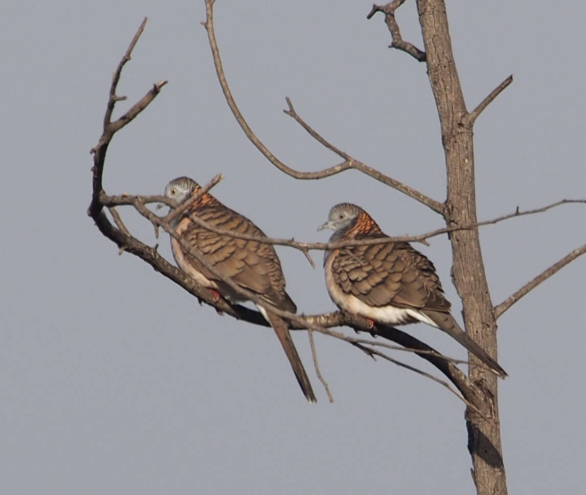 Image of Bar-shouldered Dove