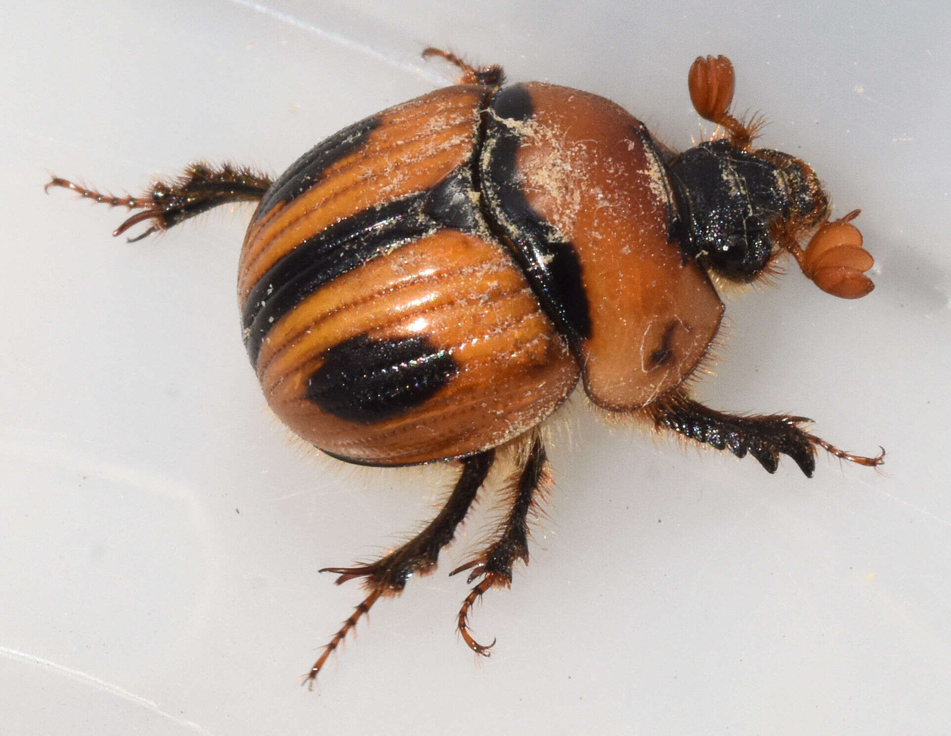 Plancia ëd Bolbocerosoma confusum Brown 1928