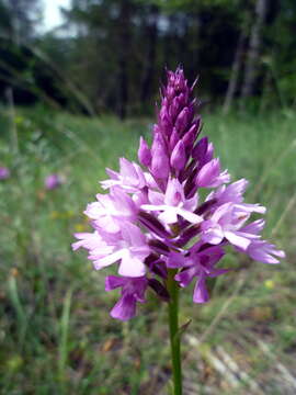 Image of Pyramidal orchid