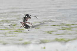 Image of Polyrhachis laevissima Smith 1858