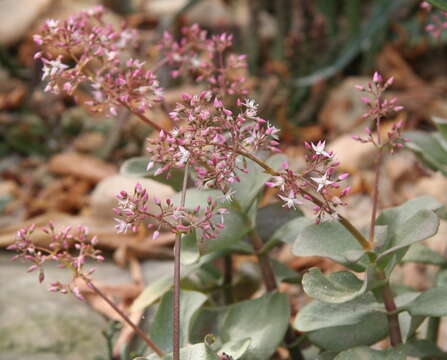 Image of Cape Province pygmyweed