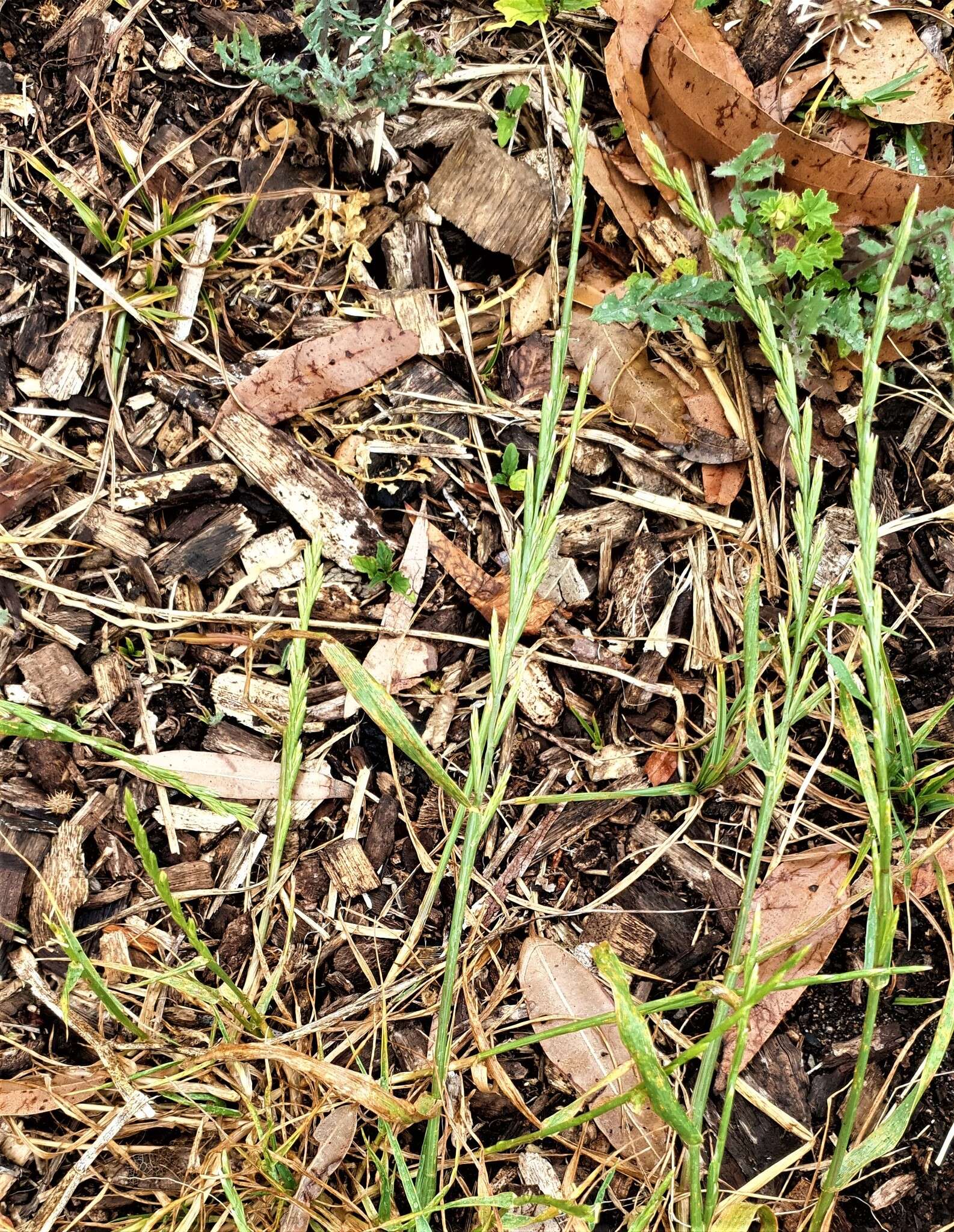 Image of Wimmera ryegrass