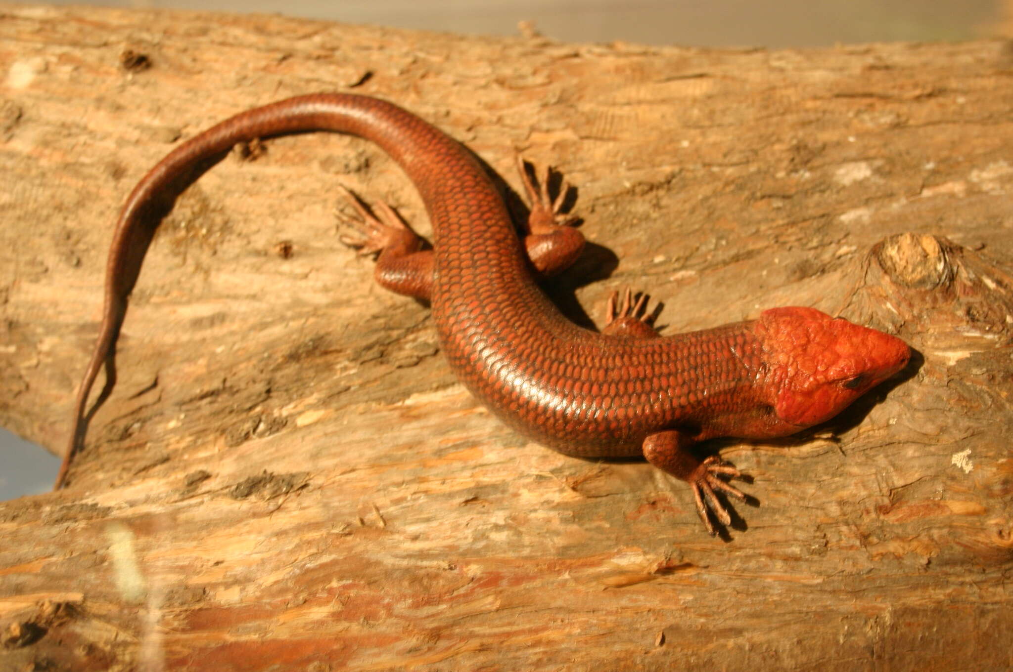 Image of Broad-headed Skink