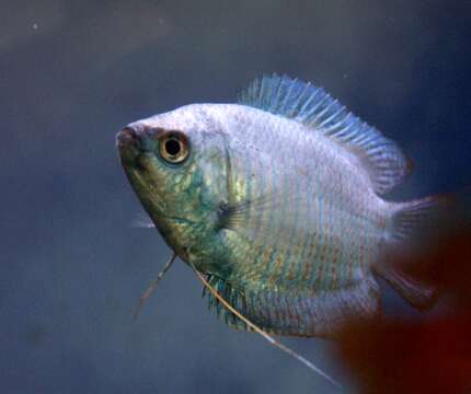 Image de Gourami nain