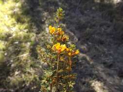 Sivun Pultenaea hartmannii F. Muell. kuva