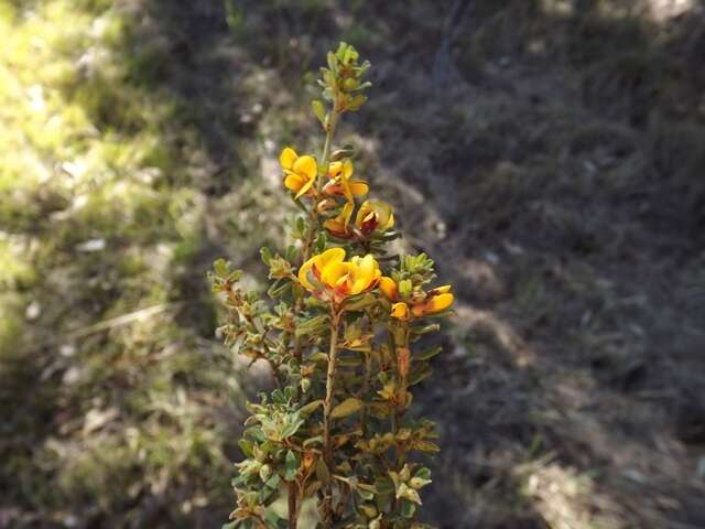 Sivun Pultenaea hartmannii F. Muell. kuva