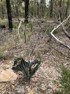 Image of Dianella prunina R. J. F. Hend.