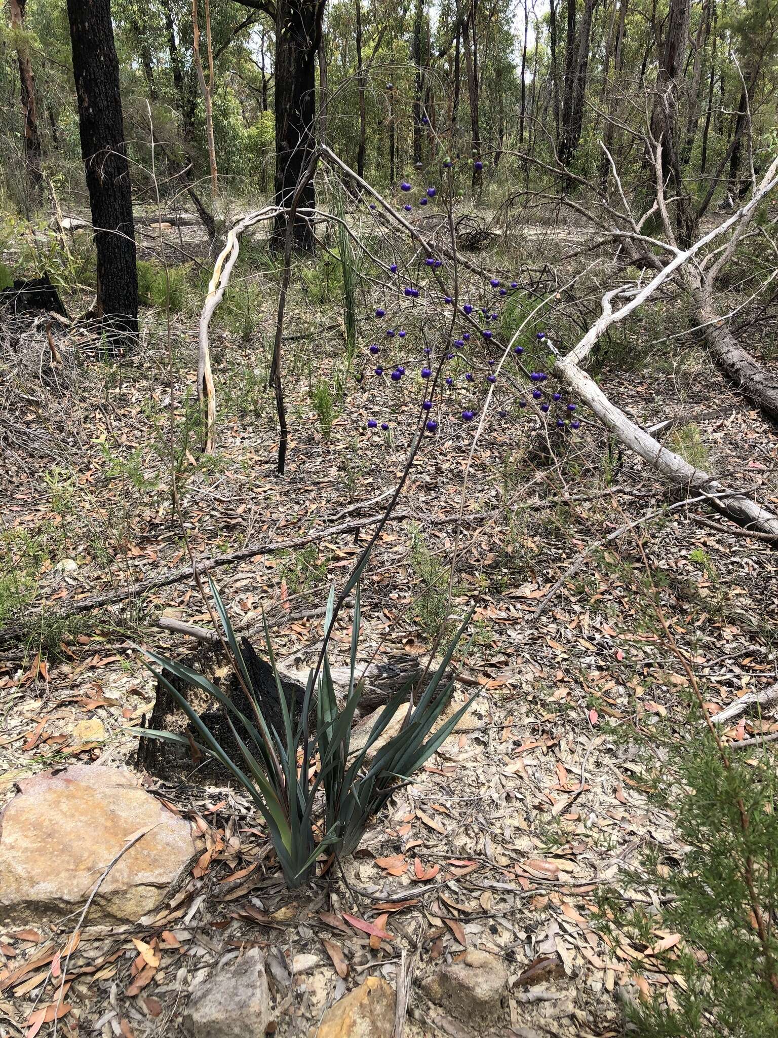 Слика од Dianella prunina R. J. F. Hend.