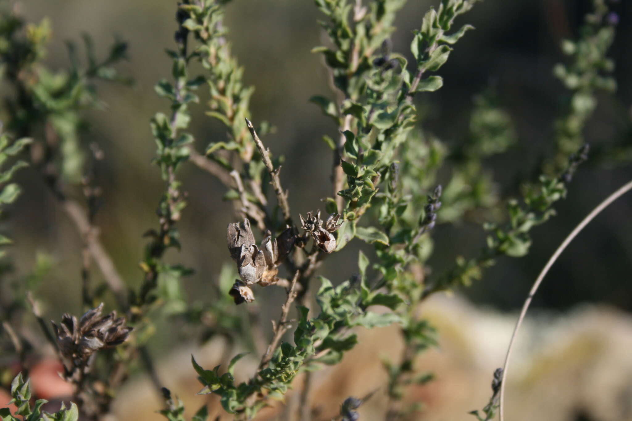 Imagem de Freylinia undulata (L. fil.) Benth.