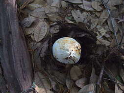 Image of Tricholoma dulciolens Kytöv. 1989