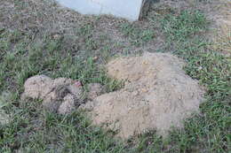 Image of Baird's Pocket Gopher