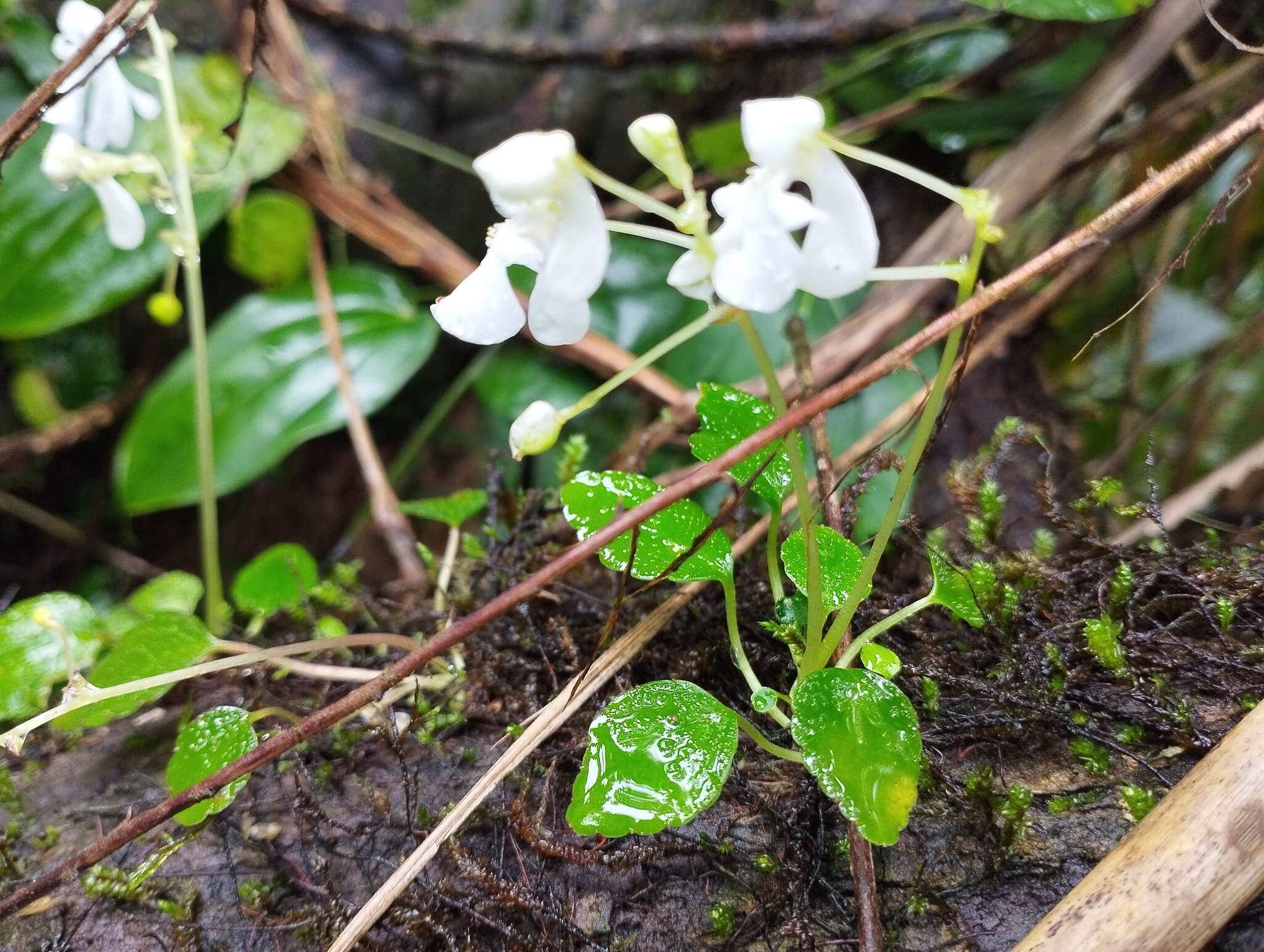 Image of Impatiens dendricola C. E. C. Fischer