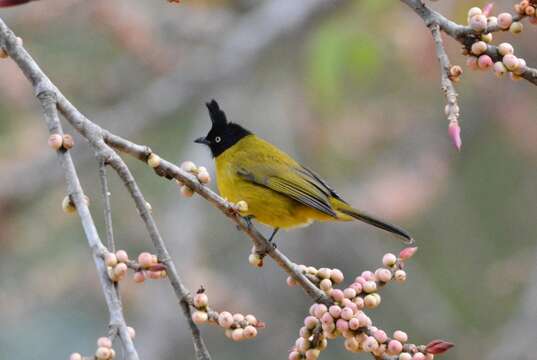 Image of Black-crested Bulbul