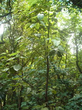 Image of Litsea calicaris (A. Cunn.) Benth. & Hook. fil. ex Kirk