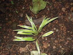 Image of Chlorophytum laxum R. Br.