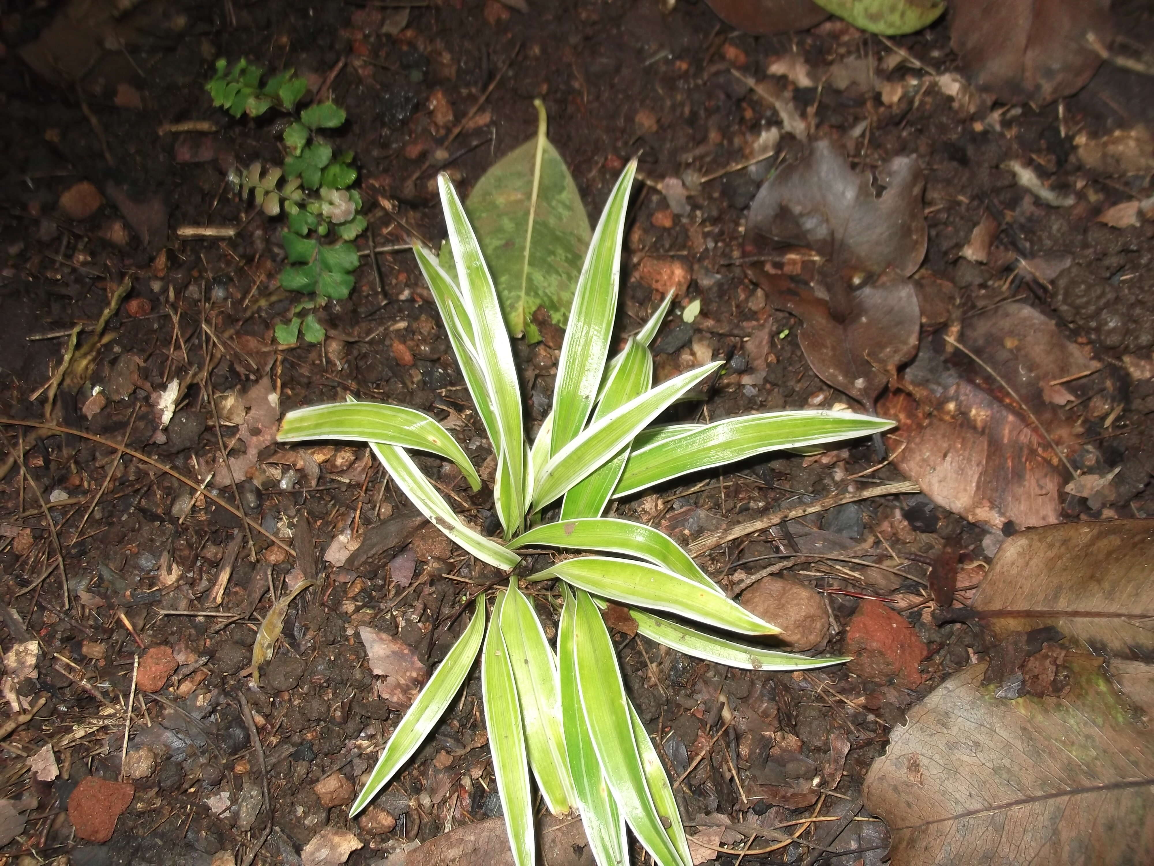 Image of Chlorophytum laxum R. Br.