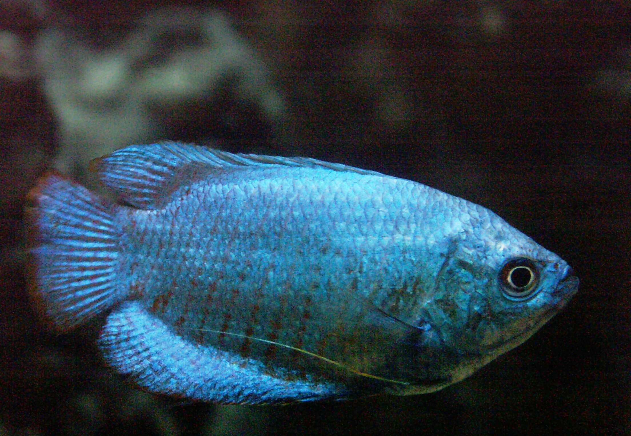 Image of Dwarf gourami