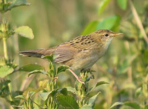 Image of Common Grasshopper Warbler