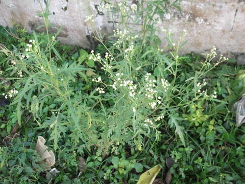 Image of Santa Maria feverfew