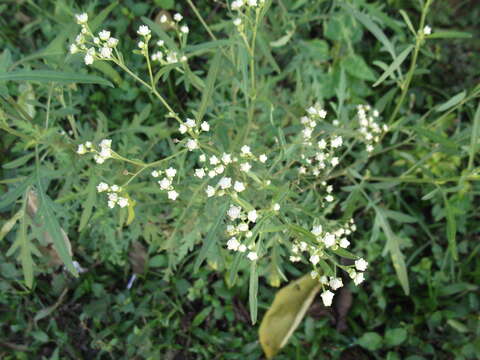 Image of Santa Maria feverfew