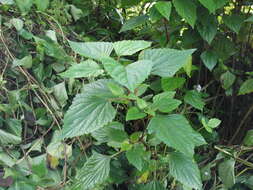 Image of sticky snakeroot