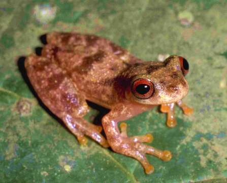 Image of Dendropsophus joannae (Köhler & Lötters 2001)