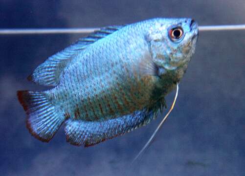 Image de Gourami nain