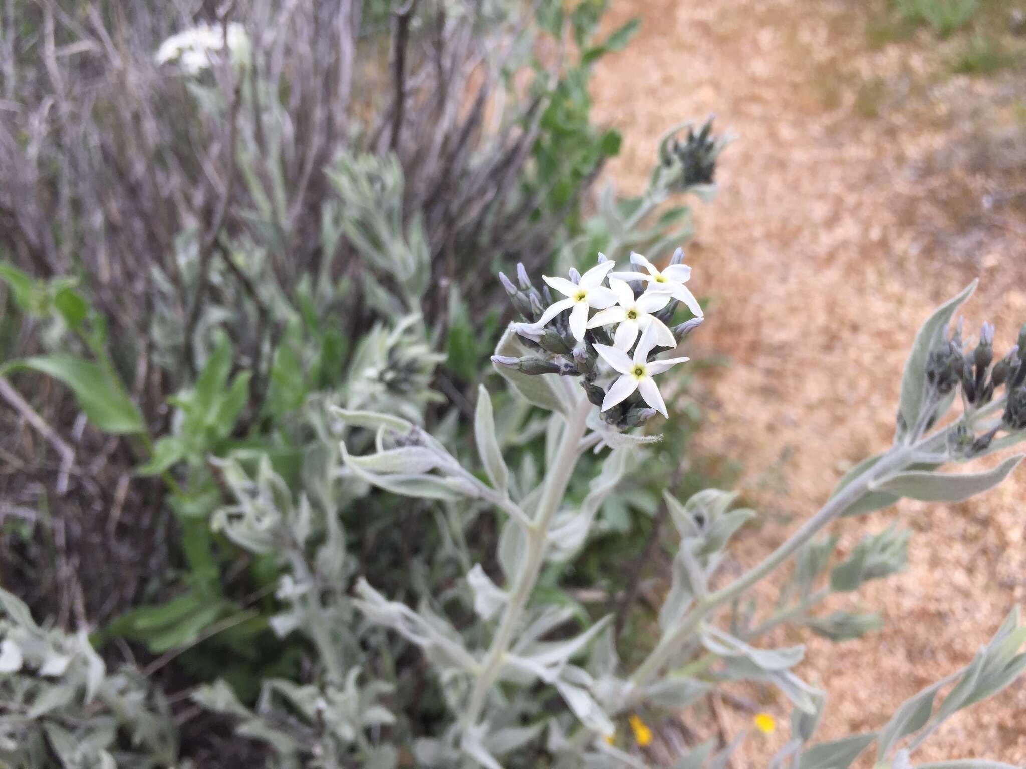 Plancia ëd Amsonia tomentosa Torr. & Frem.