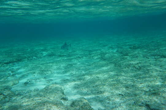 Image of Filefish